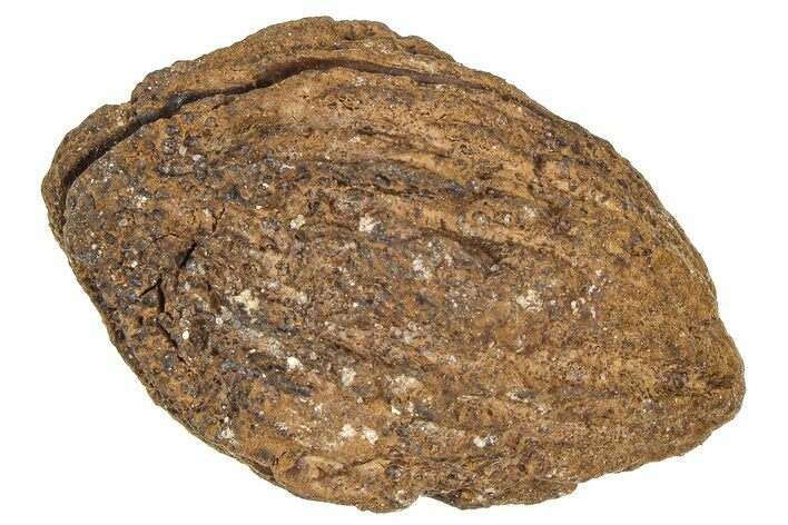 Pliocene Fossil Hickory Tree (Carya) Nut - France #365402